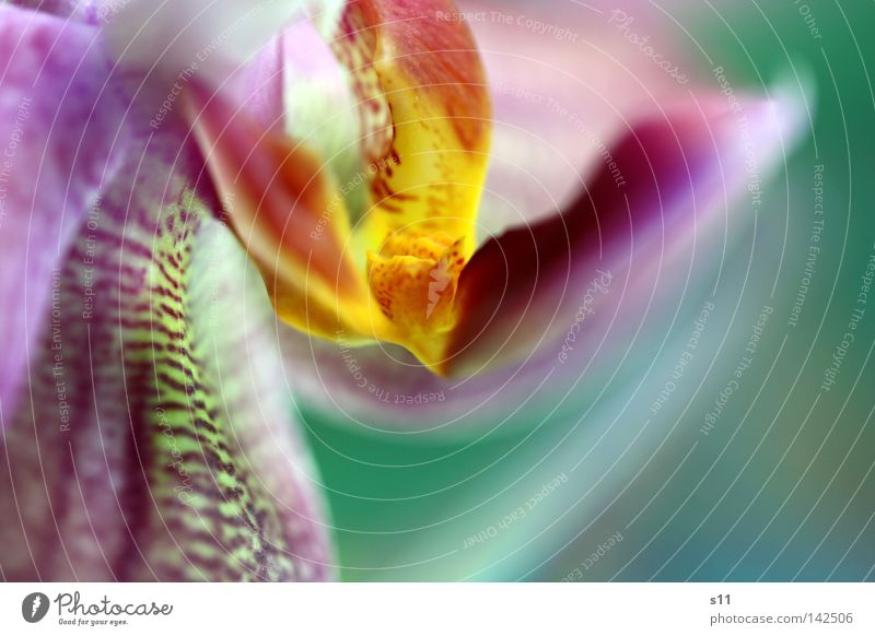 DiscoQueen Blume Blüte Orchidee nobel teuer schön mehrfarbig violett rosa gelb Pflanze grün türkis König Muster Topfpflanze Urwald Baum knallig Makroaufnahme