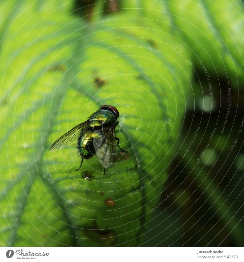 Puck Fliege Insekt Blatt grün glänzend sitzen Fleischfliege Natur Flügel Wissenschaften Sommer lästig Juttaschnecke Außenaufnahme