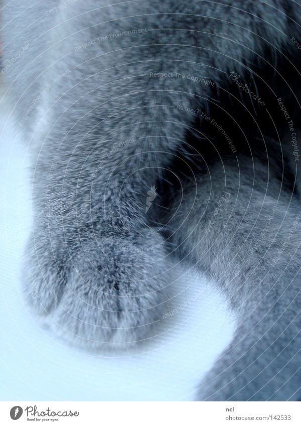 Flauschpfote Katze Hauskatze Katzenbaby Pfote Schwanz Fleece Fell weich Krallen grau blau Säugetier kitten wuschel