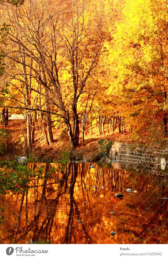 Goldener Spiegel Glück Wohlgefühl Zufriedenheit Sinnesorgane Erholung ruhig Freizeit & Hobby Spaziergang Wald Herbst herbstlich Blatt gold