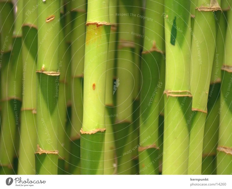 Bambusjungle grün Bambusrohr Pflanze