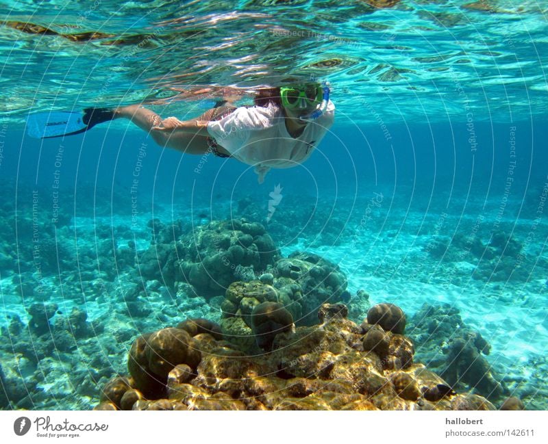 Malediven Water 19 Wasser Meer Unterwasseraufnahme Riff tauchen Schnorcheln Wassersport traumurlaub meer von unten maldives traum urlaub malidives snorkelling