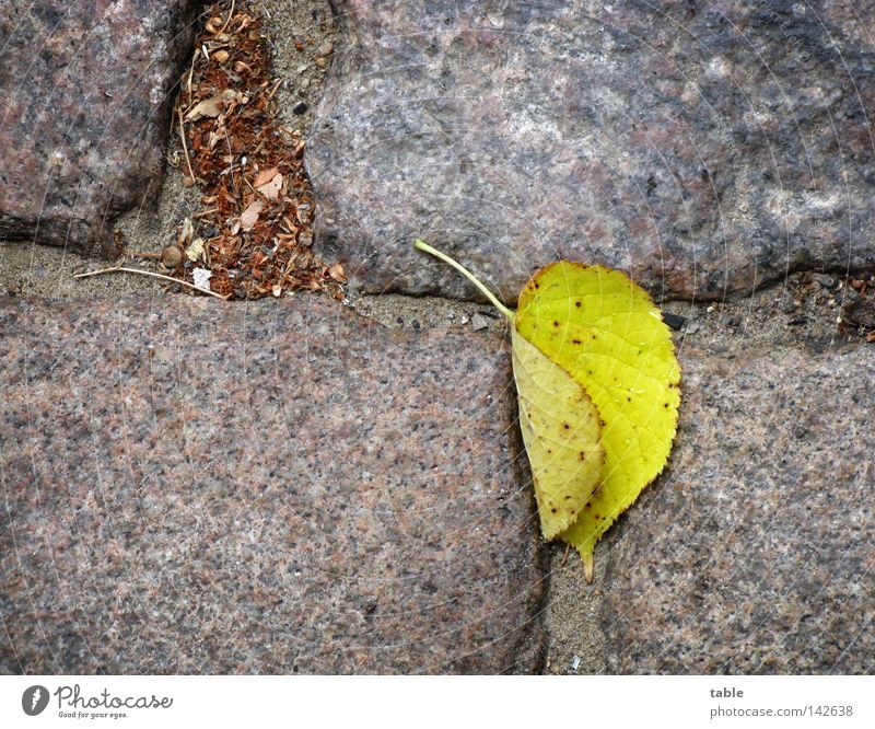 Vorbote Herbst Blatt Linde Lindenblatt Kopfsteinpflaster Granit grau gelb grün Stein Mineralien Vergänglichkeit Straße Regen Wind fallen liegen steingrau
