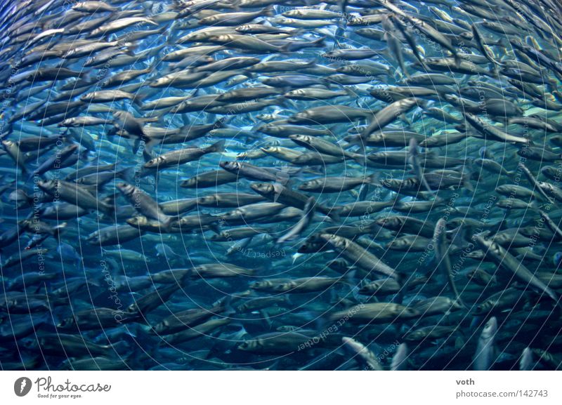 Fisch tauchen Fischschwarm blau Meer Wasser Angeln See Tier Meeresfrüchte Schwarm tukis