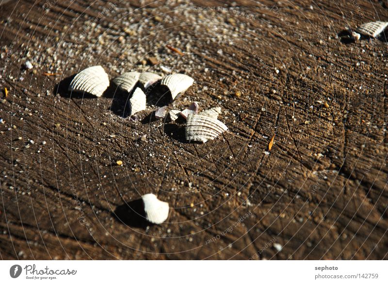 shell seeker Muschel Neuseeland Holz Sommer Herbst Schalen & Schüsseln Sammlung Holzmehl Australien + Ozeanien Meer See Krustentier braun Unschärfe Trauer