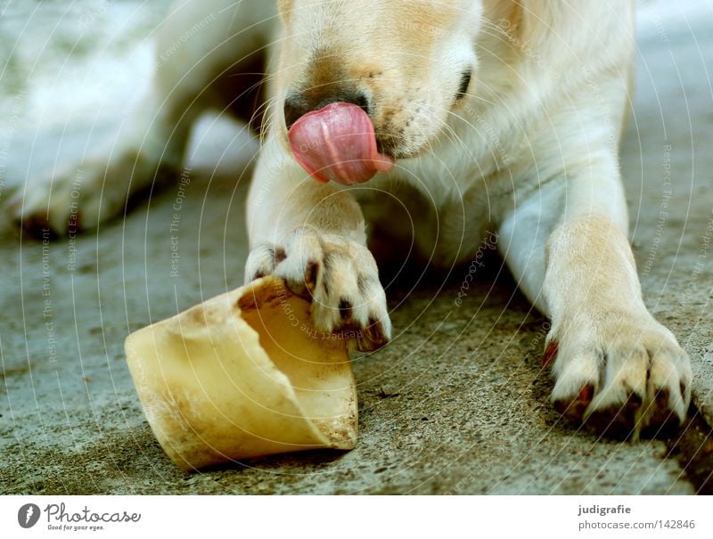 Hund Zunge Skelett Pfote Ein Lizenzfreies Stock Foto Von Photocase