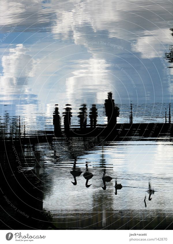 Schwanensee Ausflug Wolken Schönes Wetter Park Tiergruppe träumen ruhig Inspiration Surrealismus Brücke Fantasygeschichte Wasseroberfläche Besucher abstrakt