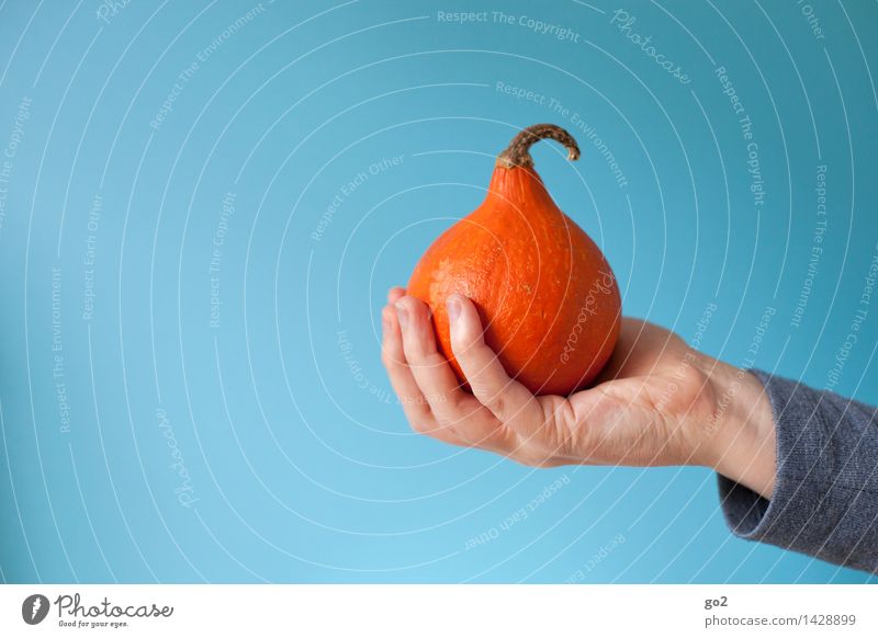 Kleiner Kürbis Lebensmittel Gemüse Kürbisgewächse Kürbiszeit Ernährung Essen Bioprodukte Vegetarische Ernährung Mensch Erwachsene Hand Finger 1 Herbst