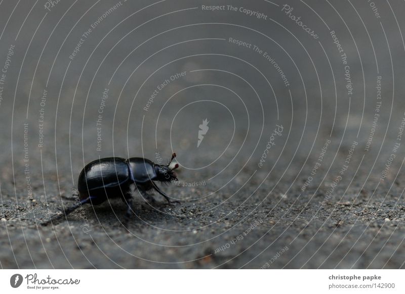 A Bug's Life Käfer schwarz groß Insekt krabbeln Ekel gepanzert Panzer Fühler Überqueren Straße Beine Chitin Makroaufnahme Bildraum Wege & Pfade Spaziergang