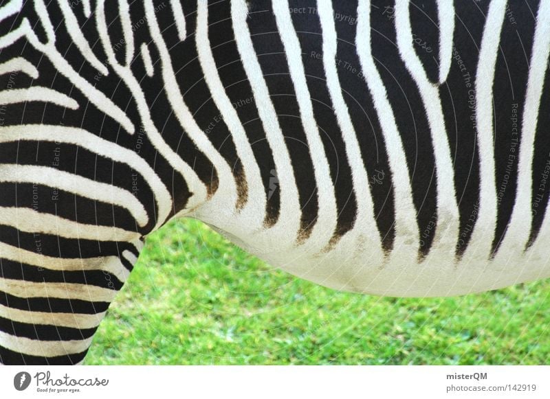 Mama, da steht ein Zebra im Garten... Muster Strukturen & Formen Fell Zoo grün Gras Tier Lebewesen Zebrastreifen Steppenzebra Unpaarhufer schwarz weiß Afrika