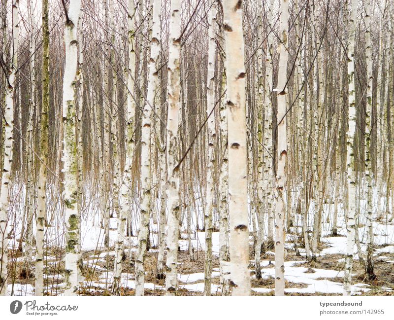 Russisches Holz Winter Schnee Natur Landschaft Baum Birkenwald Wald Unendlichkeit kalt natürlich weiß Reinheit träumen Frieden geheimnisvoll gleich Februar März
