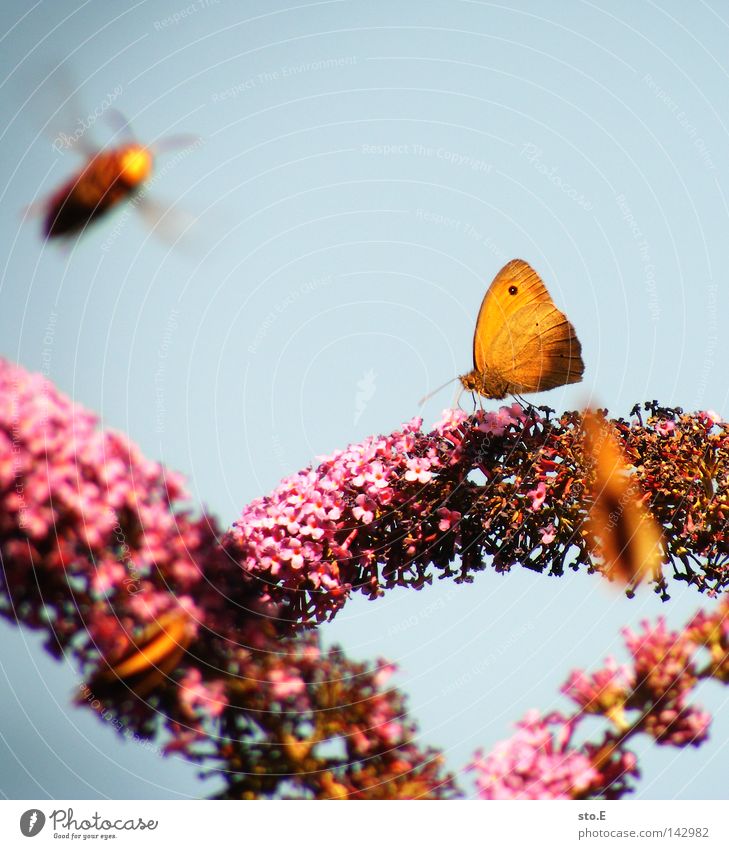 tummeln Insekt Wespen Biene Schmetterling Fluginsekt Lebewesen Tier Tarnung Muster Flügel flattern Fühler fein Färbung Warnhinweis Ernährung Blüte Unschärfe