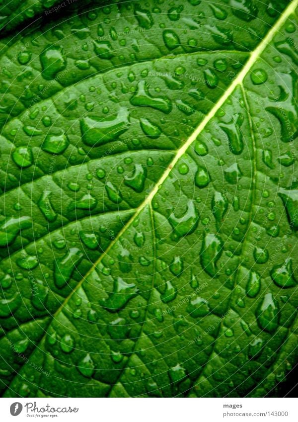 Betröpfelt Pflanze Wasser Wassertropfen Regen Blatt Grünpflanze glänzend einzigartig nass grün Farbfoto Nahaufnahme Makroaufnahme Strukturen & Formen