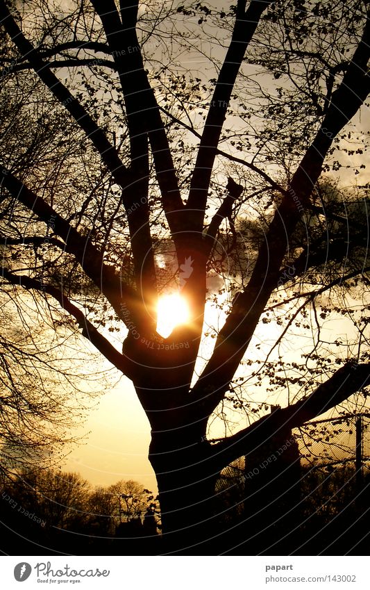5 vor Ast Baum Frieden Silhouette Gegenlicht Geäst Zweige u. Äste Baumstamm Nacht Abend Sonnenuntergang Sommer Herbst Winter Jahreszeiten Zeit glänzend
