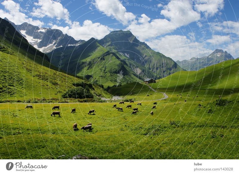 Viehweide im Gebirge Hirte Kuh Herde Alm Gras Berge u. Gebirge Landwirtschaft Hochtannbergpass Bregenzerwald Bundesland Vorarlberg Tierzucht Viehzucht