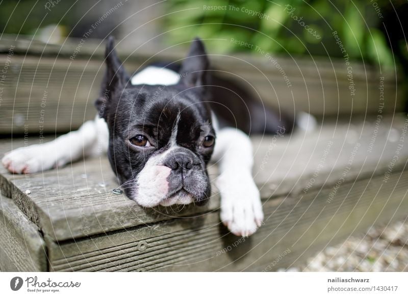 Boston Terrier Ausflug Sommer Tier Hund 1 beobachten Erholung Blick schlafen einfach Fröhlichkeit klein Neugier niedlich schwarz weiß Tierliebe Langeweile