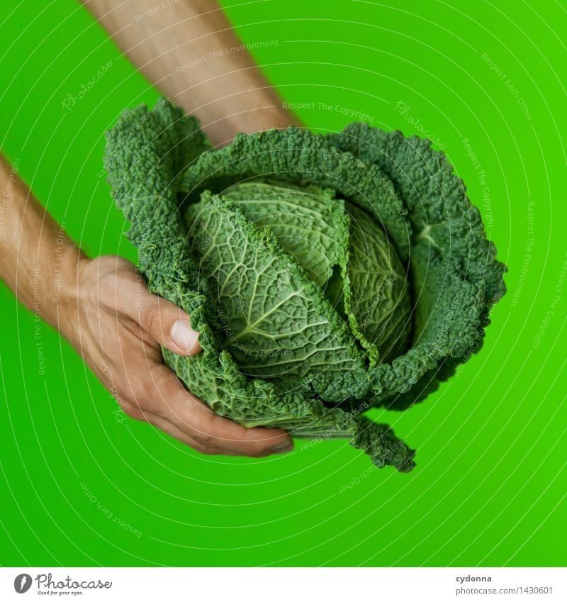 Grünzeug Lebensmittel Gemüse Ernährung Bioprodukte Vegetarische Ernährung Gesundheit Gesunde Ernährung Mensch Hand Beratung Farbe genießen Idee Inspiration