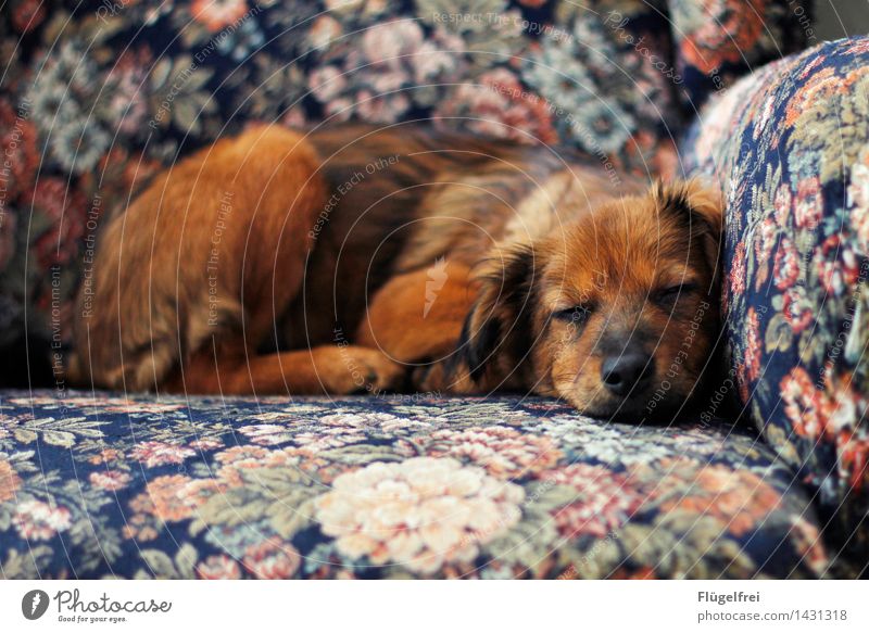 Ein schöner Traum Tier Haustier Hund 1 schlafen Müdigkeit Sessel Blumenmuster Erholung Lächeln Zufriedenheit ruhig Welpe braun liegen Wärme Farbfoto