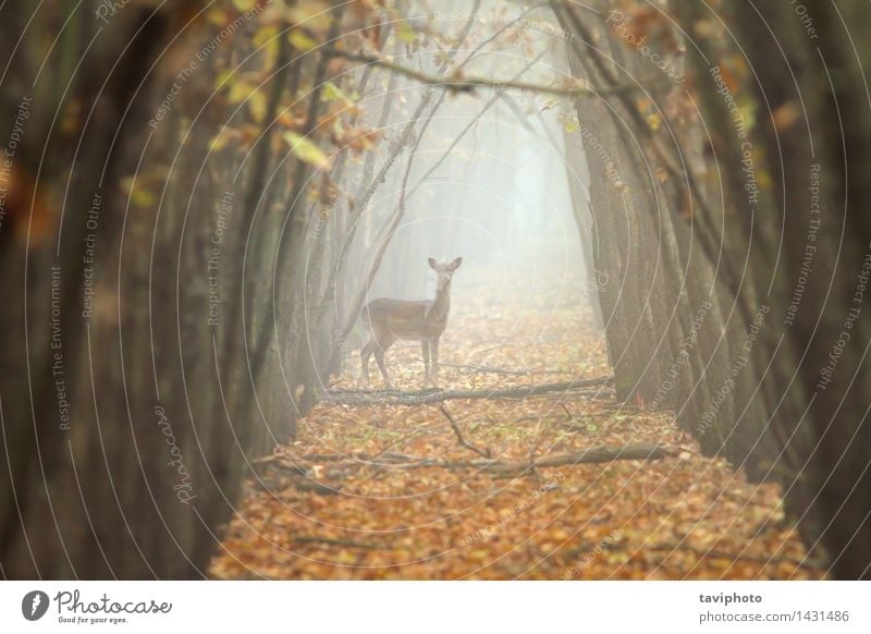 Damhirsch Hind im schönen Morgenlicht Jagd Frau Erwachsene Umwelt Natur Landschaft Tier Herbst Nebel Baum Wald natürlich wild braun gold Gelassenheit Farbe