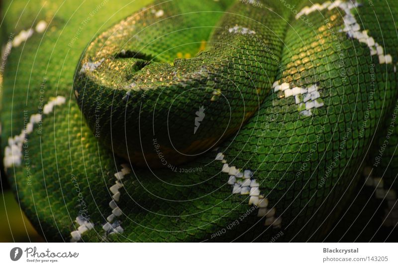 komprimiert Schlange Reptil Schlangenleder Muster Terrarium Hautfalten Zoo Scheune