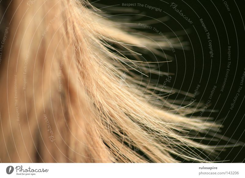 lauter haaare Mensch feminin Detailaufnahme Bildausschnitt Haare & Frisuren blond rothaarig Glätte zerzaust mehrere durcheinander Unschärfe dunkel Haarschopf