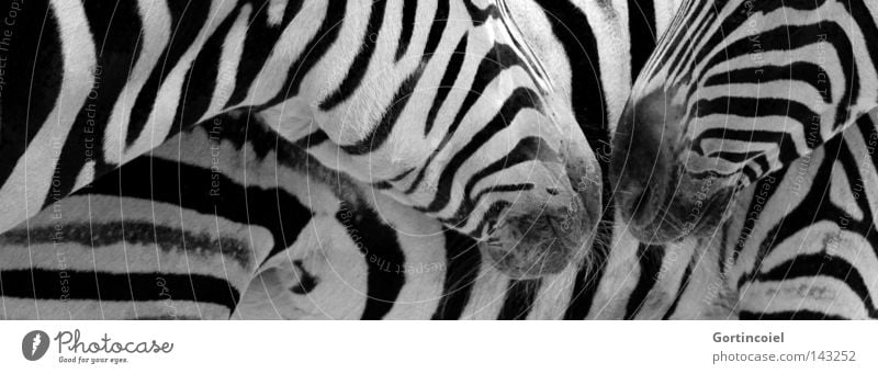 Damaras Streifen Stil Design Tier Wildtier Fell Zoo Fellfarbe exotisch Zebra Säugetier Unpaarhufer Afrikanisch gestreift Freundschaft graphisch Kommunizieren