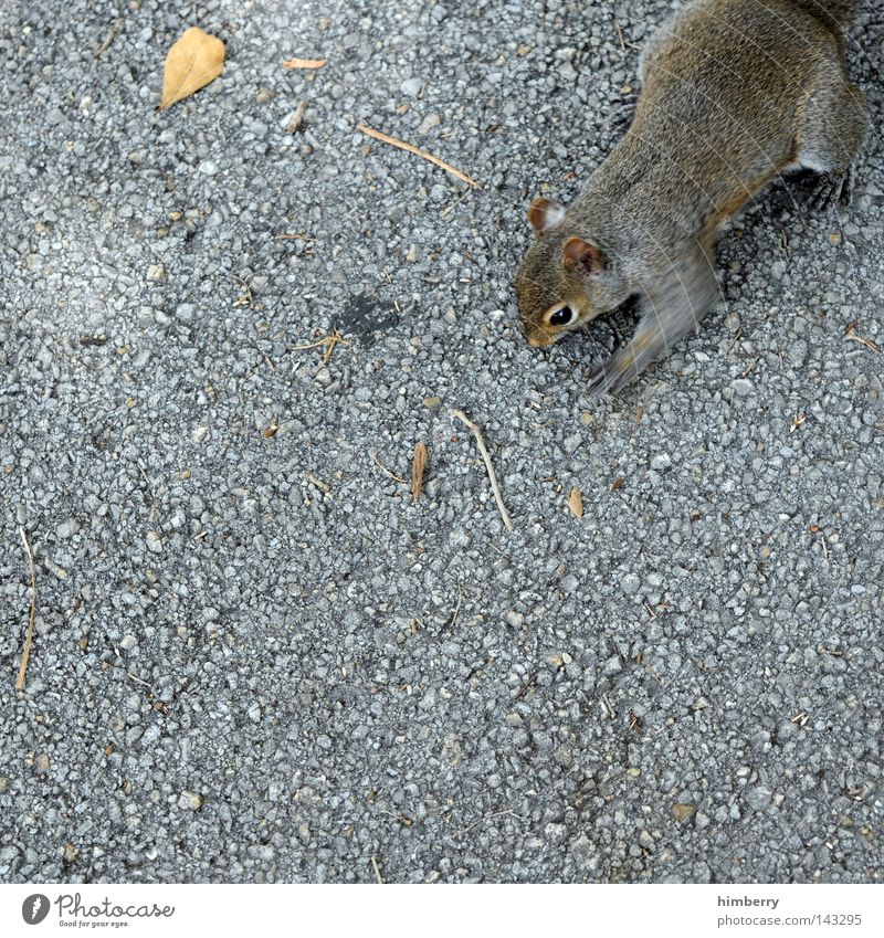 fotoklau im internet Eichhörnchen Tier Zoo laufen springen Park Wildtier wild süß Kopf Asphalt Beton Bodenbelag Motivation Dieb Säugetier Vertrauen Herbst