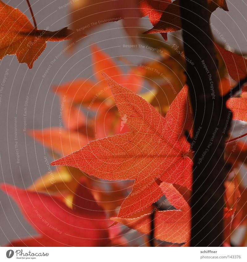 Es ist bald wieder soweit... Ahorn Baum Blatt Herbst Herbstlaub Herbstfärbung Indian Summer rot gelb Abendsonne Wand leicht luftig mehrfarbig Jahreszeiten