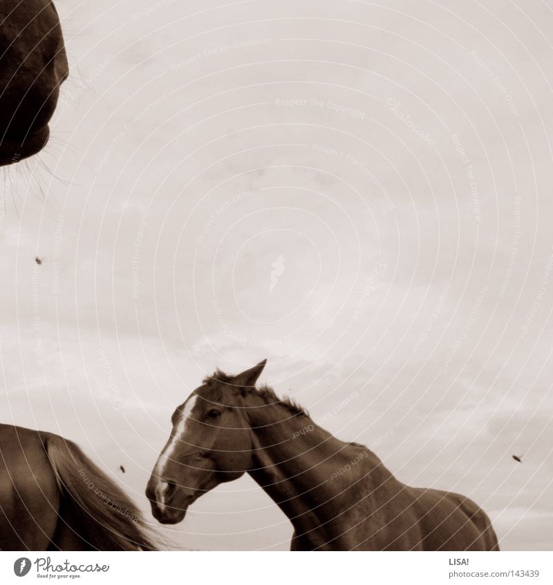fliegen zwischen pferden Farbfoto Außenaufnahme Menschenleer Textfreiraum oben Hintergrund neutral Tag Tierporträt Pferd Fliege Bewegung drehen Kopf Schnauze