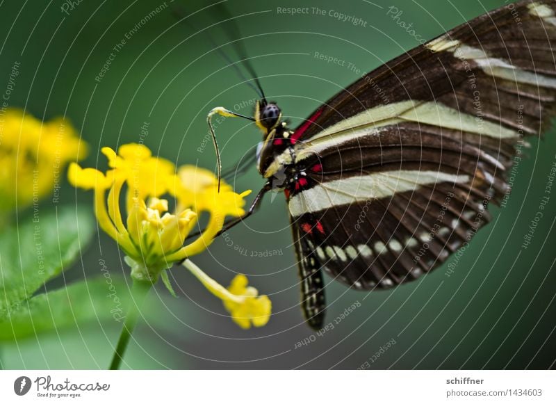 Zebra Blume Tier Schmetterling Flügel 1 gelb grün Insekt Fühler Nahrungssuche Blüte Blütenpflanze Innenaufnahme Nahaufnahme Makroaufnahme Menschenleer