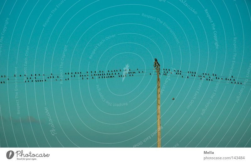 Noten by nature Kabel Technik & Technologie Energiewirtschaft Himmel Vogel Tiergruppe Schwarm Strommast Telefonmast hocken sitzen klein oben blau Reihe Leitung