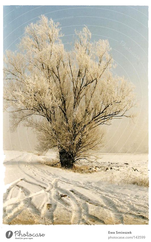 Winter Baum gefroren dunkel Einsamkeit kalt weiß Jahreszeiten Schnee frieren Farbe gut Eis Glätte Gletscher Spuren lassen hart Blatt fallen Zweige u. Äste