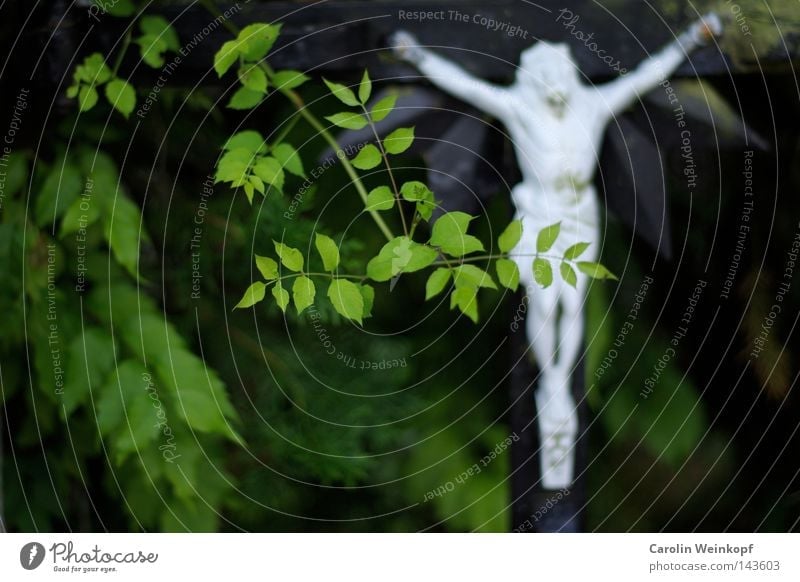 Haaaaleluja (FSK ab 6 J.). Pflanze Sträucher hängen Vertrauen Glaube Religion & Glaube Jesus Christus Kruzifix Katholizismus Zensur Europa Straßenecke bedecken