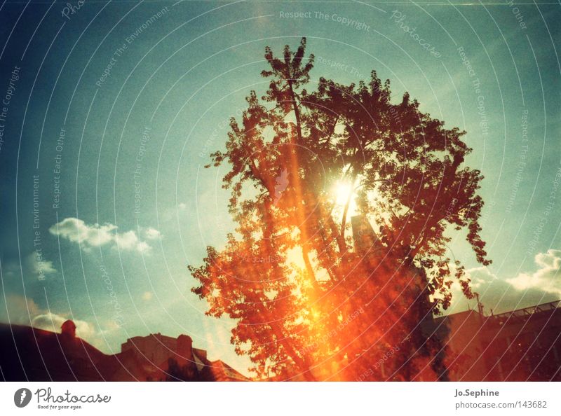 sunburn Sommer Umwelt Himmel Klimawandel Wärme Baum Surrealismus Ozonloch Klimaschutz blenden Blauer Himmel Wolken Sonne Dämmerung Sommerabend Baumkrone