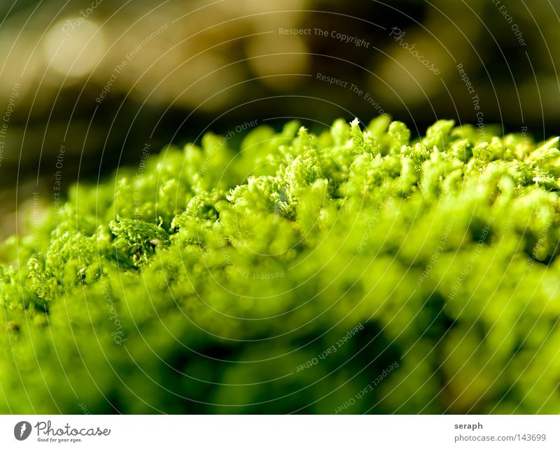 Bryophyta Pflanze grün zart Muster Hintergrundbild Laubmoos Blatt Bodendecker Sporen Umwelt Umweltschutz Symbiose weich Unschärfe dunkel Stil Licht Nest klein