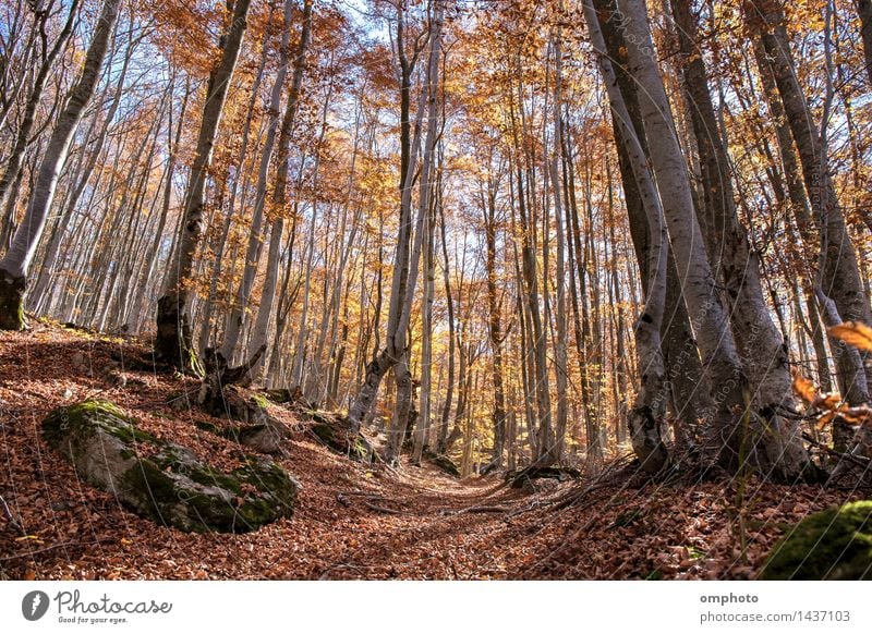 Landschaft mit einem Herbst in einem Buchenwald. Die Blätter fallen von Zeit zu Zeit schön Natur Pflanze Sonne Sonnenlicht Wetter Baum Blatt Park Wald