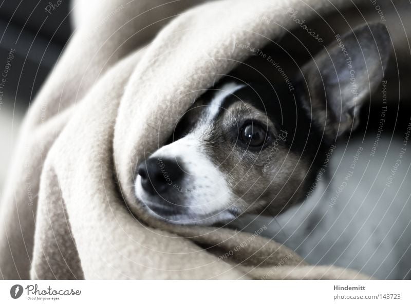 Sophie Hund Decke Auge lang vertikal schwarz weiß braun scheckig gefleckt Falte Schnauze Nase Neugier zögern beleidigt Schüchternheit Morgen aufwachen