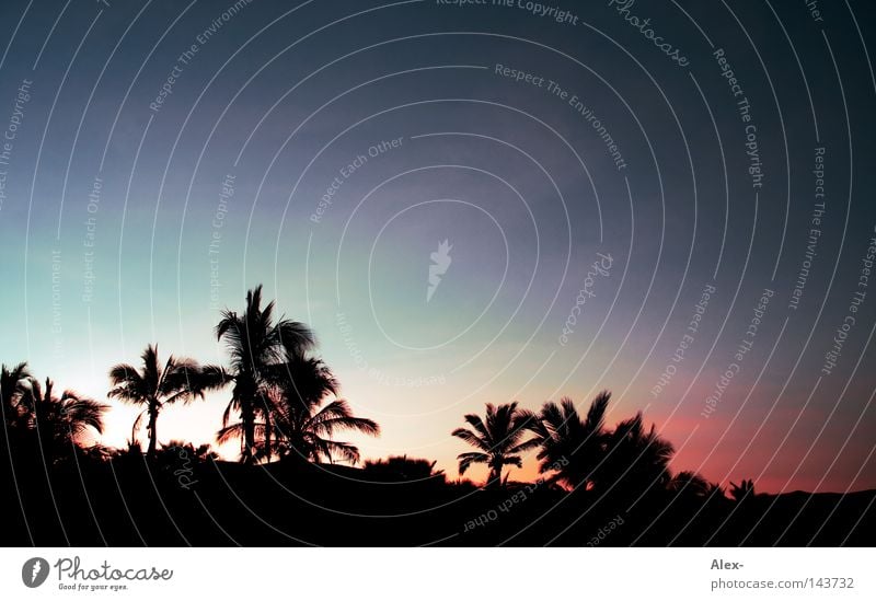 Mit Morgenpalme blau am Strand Palme Sonnenaufgang Sonnenuntergang rot dunkel Ferien & Urlaub & Reisen Sommer Physik heiß kalt Baum Beleuchtung Meer Mexiko
