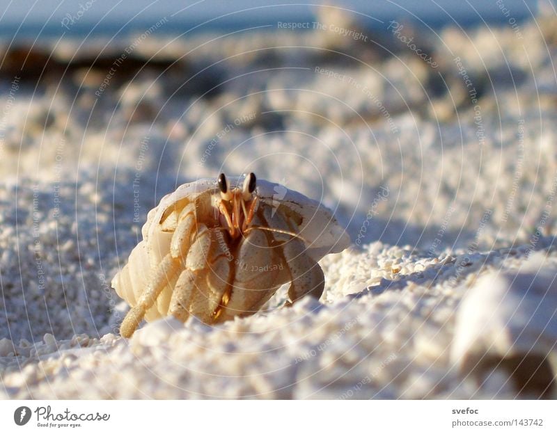 Diesen Sommer trägt man Muschel Meer Krebstier Ferien & Urlaub & Reisen Strand Sand Krabbe Tier Stielauge Beine Einsiedlerkrebs Schalenweichtier Makroaufnahme