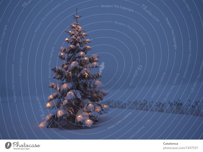 Weihnachtsbaum am Abend in verschneiter Berglandschaft Winter Schnee Winterurlaub Weihnachten & Advent Eis Frost Tannenbaum Christbaum Kerze Lichterkette