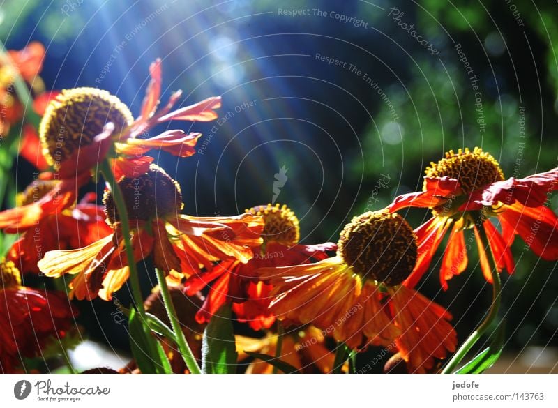 so farbenfroh... Glück harmonisch Erholung Sommer Garten Natur Pflanze Blume Blüte Blühend Wachstum ästhetisch gelb grün rot rein Vergänglichkeit gedeihen