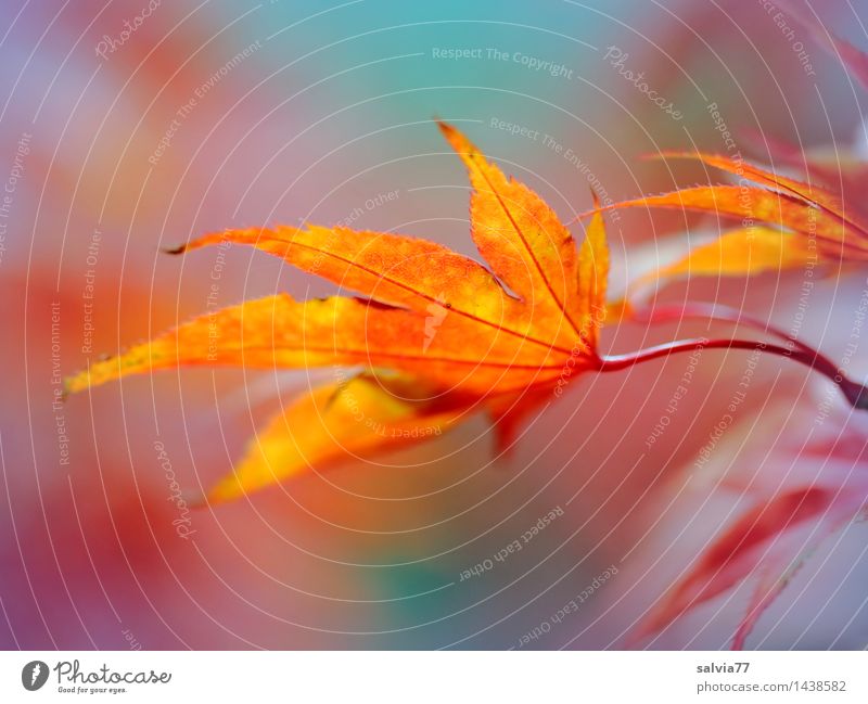 Farbenspiel Umwelt Natur Tier Herbst Pflanze Blatt Ahornblatt Herbstfärbung schön blau mehrfarbig gelb orange rot Leichtigkeit Wandel & Veränderung ästhetisch