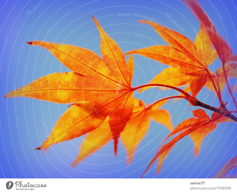 Blätterleuchten Umwelt Natur Pflanze Himmel Wolkenloser Himmel Herbst Blatt Ahornblatt Ahornzweig herbstlich Herbstfärbung Herbstbeginn Park ästhetisch positiv