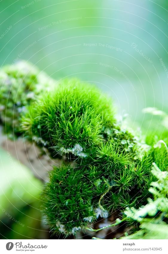 Mikrokosmos Pflanze grün zart Muster Hintergrundbild Laubmoos Blatt Bodendecker Sporen Umwelt Umweltschutz Symbiose weich Unschärfe dunkel Licht Moos Nest klein