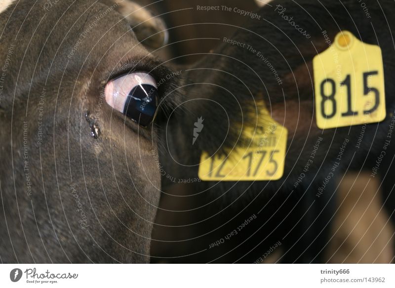 nur eine nummer Kuh Ziffern & Zahlen Auge Ohr Trauer Blick bewegungslos dunkel Säugetier