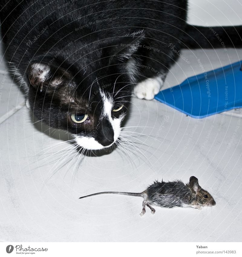 Tom & Jerry Tom Tom Katze Maus Jagd Beute Fressen Tod Sensenmann Totschlag Schicksal Ernährung Lebensmittel Nahrungssuche Ende Angst Panik Vergänglichkeit