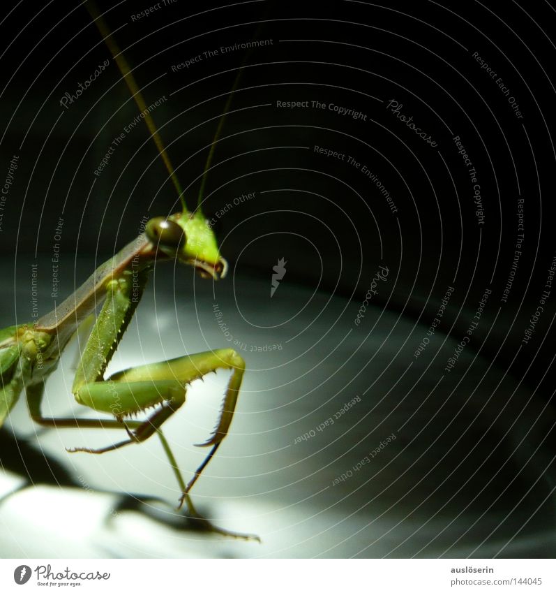 Auf zum Gebet #4 Gottesanbeterin Insekt Tier grün Fühler Glas gefangen