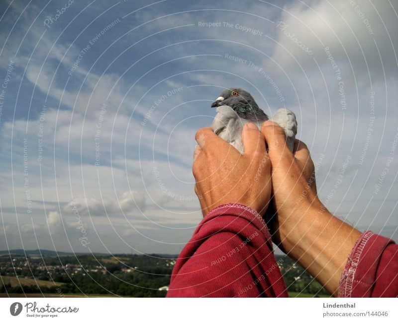 SET HER FREE II Taube Hand gefangen freilassen Finger festhalten Streicheln Horizont Brieftaube Vogel fliegen Freiheit Himmel Luftverkehr