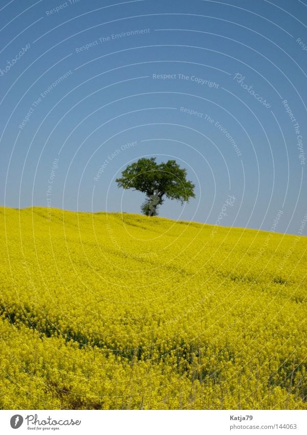 Das schöne Mecklenburg! Baum Raps gelb Einsamkeit Mecklenburg-Vorpommern Feld Frühling Natur Sommer