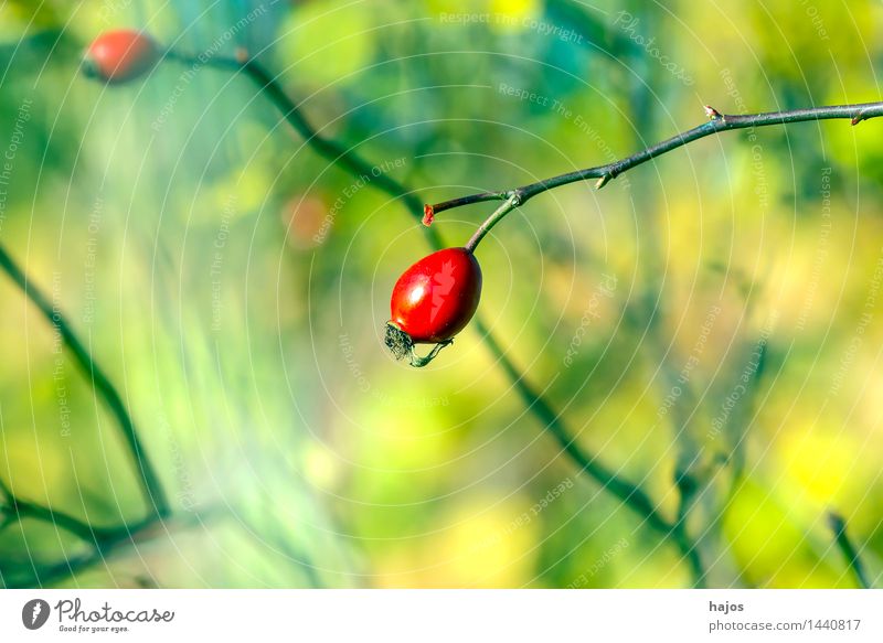 Hagebutte, reife Frucht Marmelade Alternativmedizin Medikament Pflanze Herbst Rose Wildpflanze grün rot Hagebutten Beeren Hintergrundbild unscharf Jahreszeiten